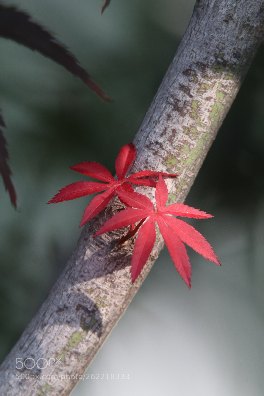 Canon EOS 80D sample photo. Ornament the autumn color photography