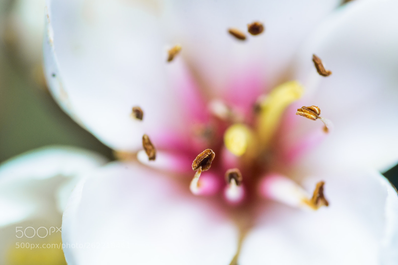 Nikon D7200 sample photo. Flower photography