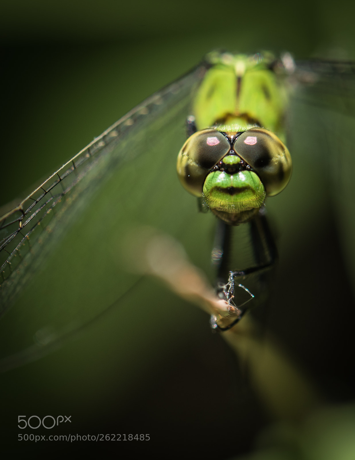 Nikon D810 sample photo. Look into my eyes photography