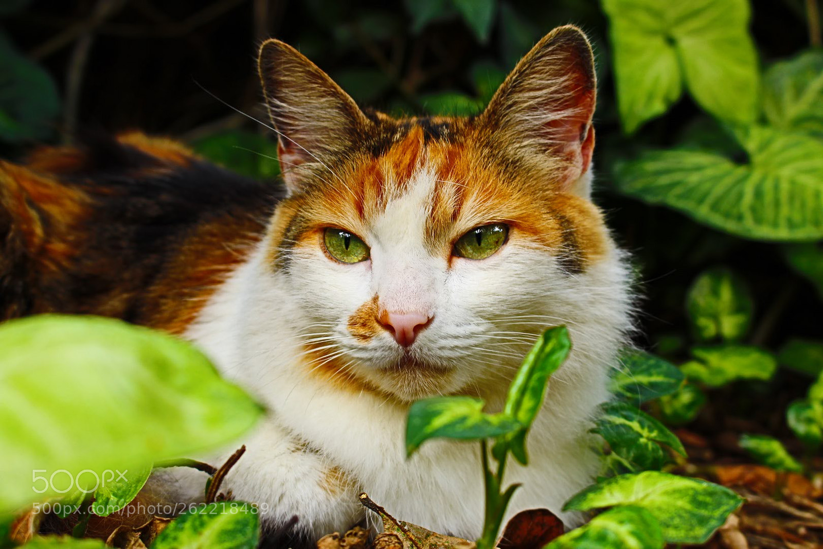 Canon EOS 700D (EOS Rebel T5i / EOS Kiss X7i) sample photo. Cat sellena photography