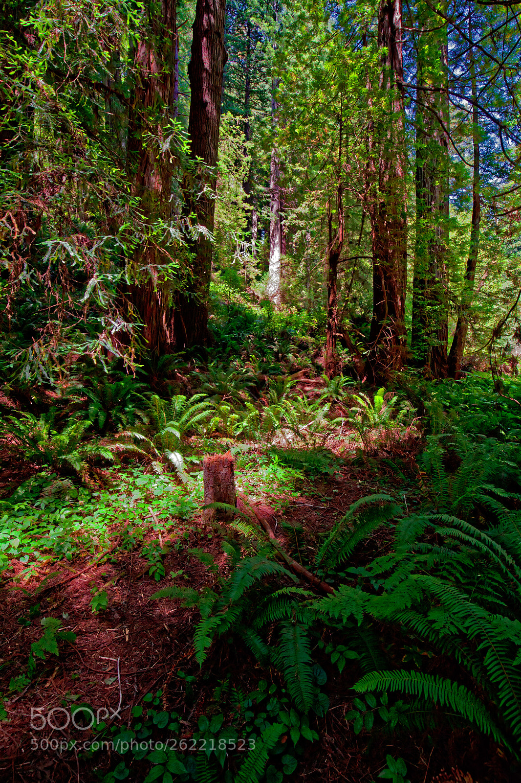 Canon EOS 5D Mark II sample photo. Redwoods - missing volunteer photography