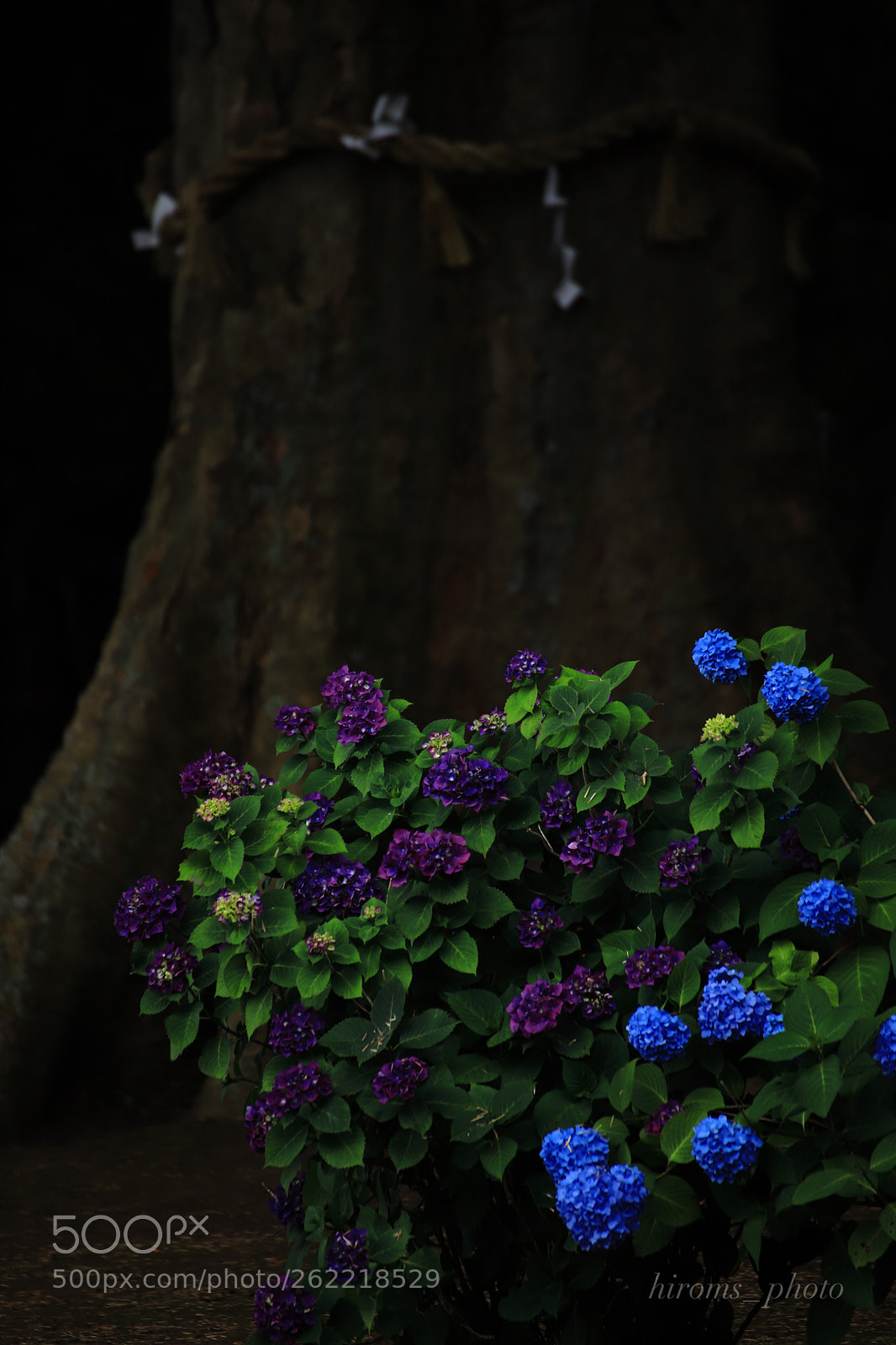 Canon EOS 6D Mark II sample photo. Silence photography