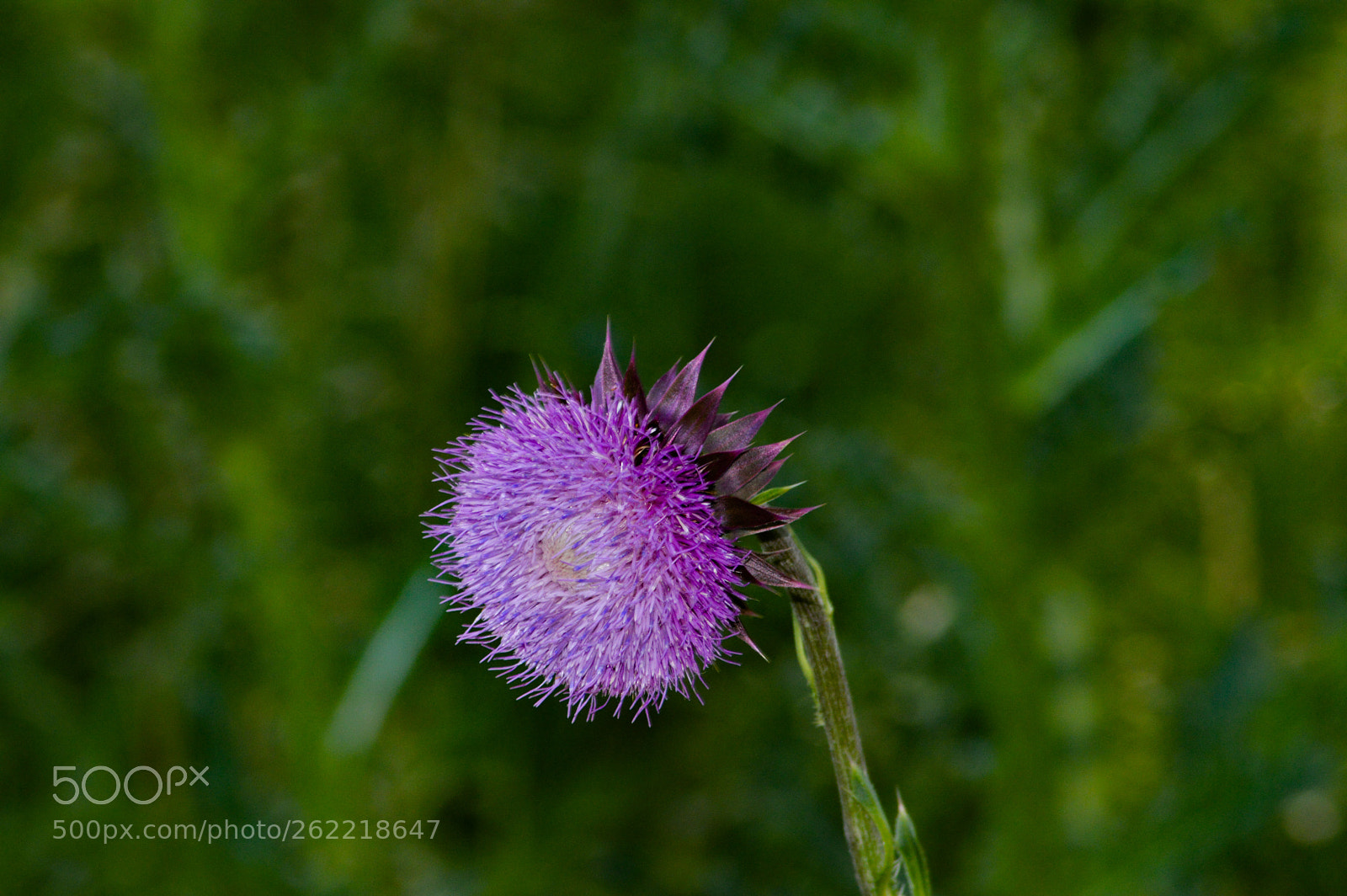 Nikon D3200 sample photo. Untitled photography