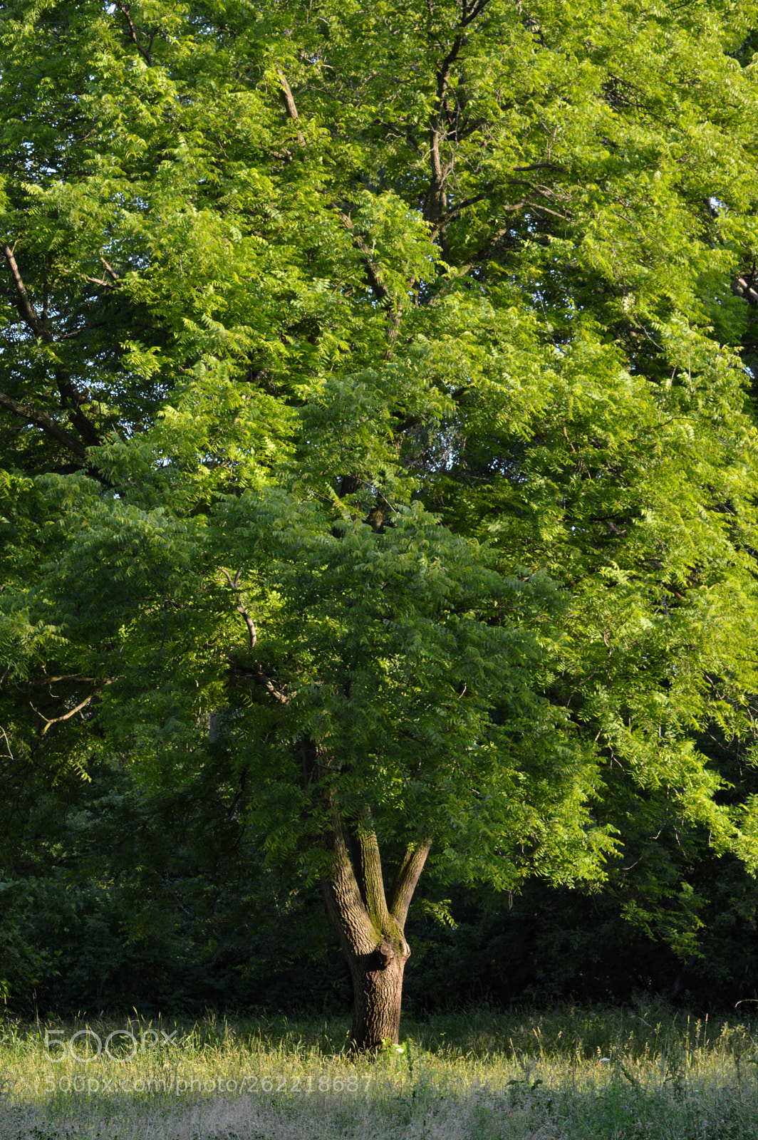 Nikon D3200 sample photo. Untitled photography