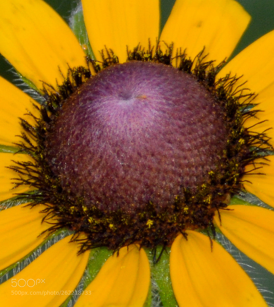 Nikon D3200 sample photo. Untitled photography