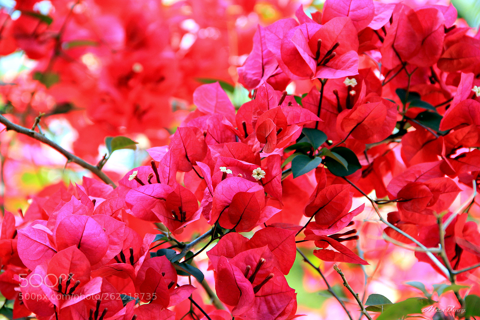 Canon EOS 60D sample photo. Bcbbbc o photography