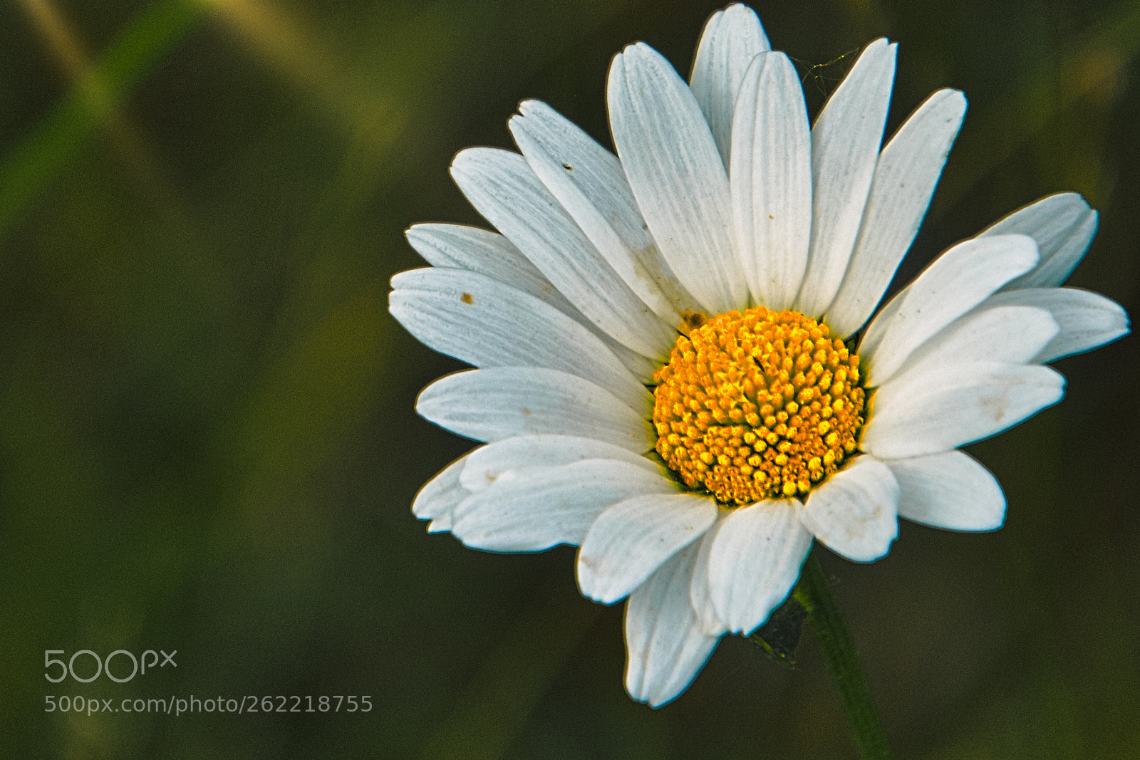 Nikon D7200 sample photo. I'll give you a photography
