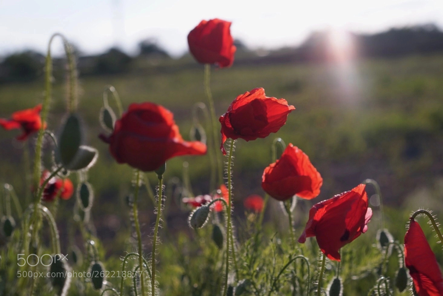 Sony a7 sample photo. Untitled photography
