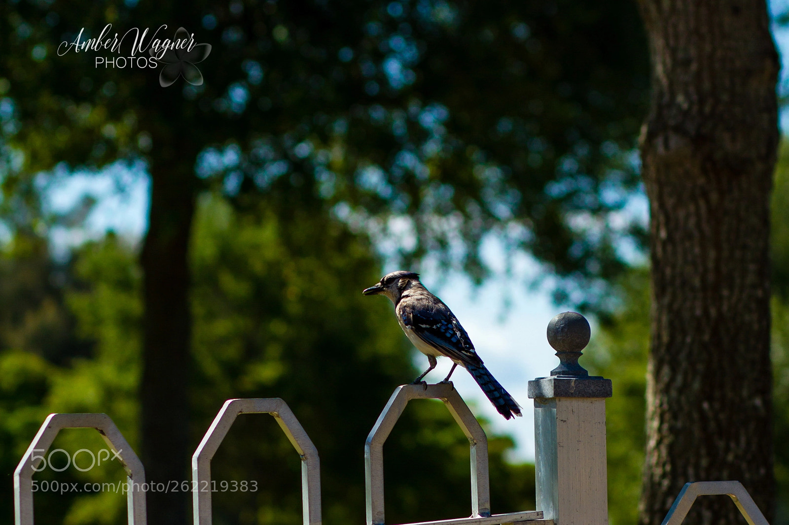 Canon EOS 7D sample photo. Blue jay photography