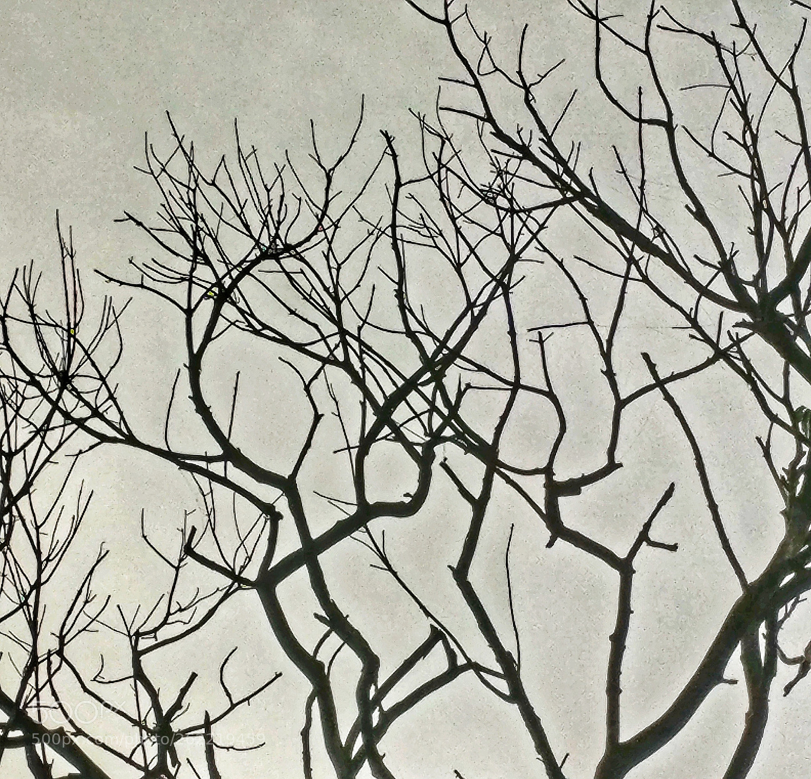OnePlus A3003 sample photo. Branches photography