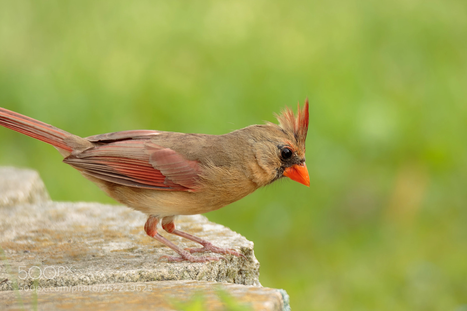 Canon EOS 7D Mark II sample photo. Lady cardinal photography