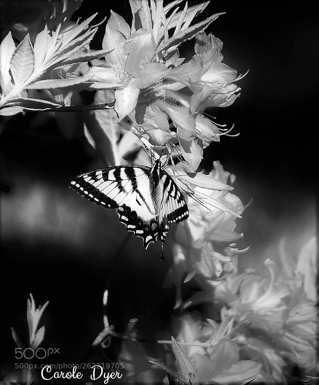 Nikon D5600 sample photo. <swallowtail butterfly> photography