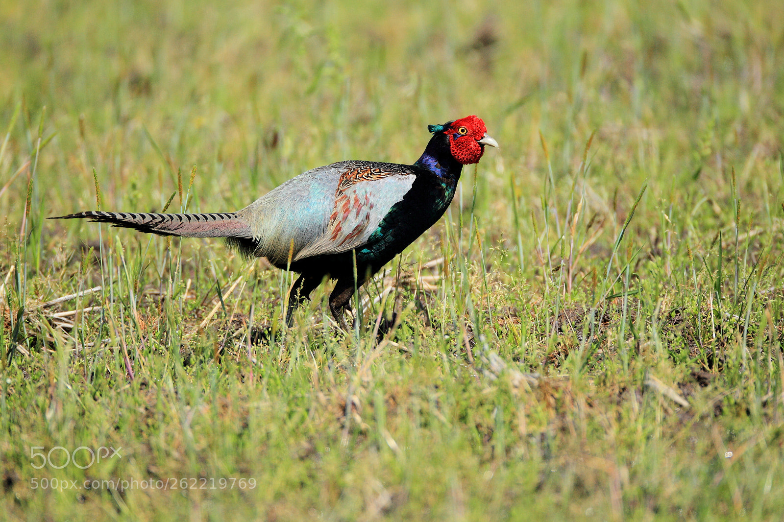 Canon EOS-1D Mark IV sample photo. キジ japanese pheasant photography