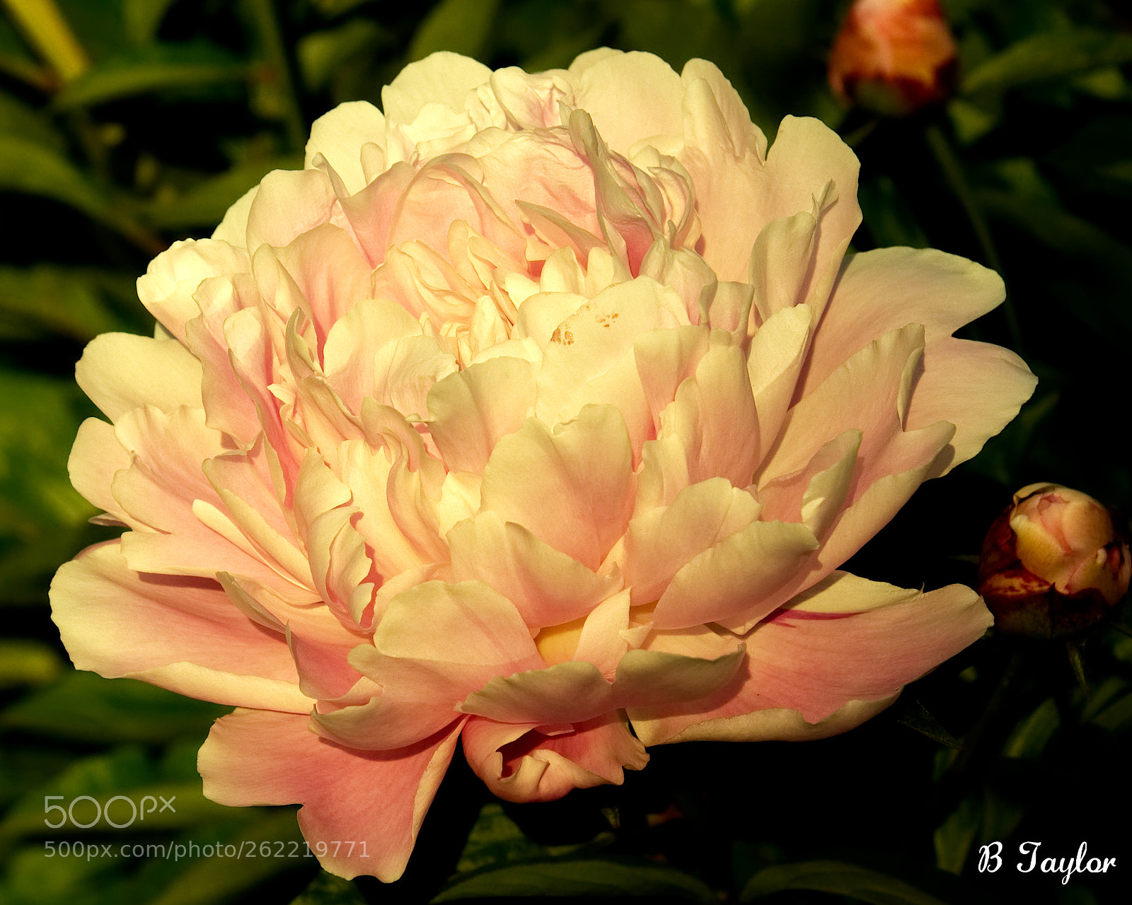 Sony SLT-A57 sample photo. Peonies from the oshawa photography
