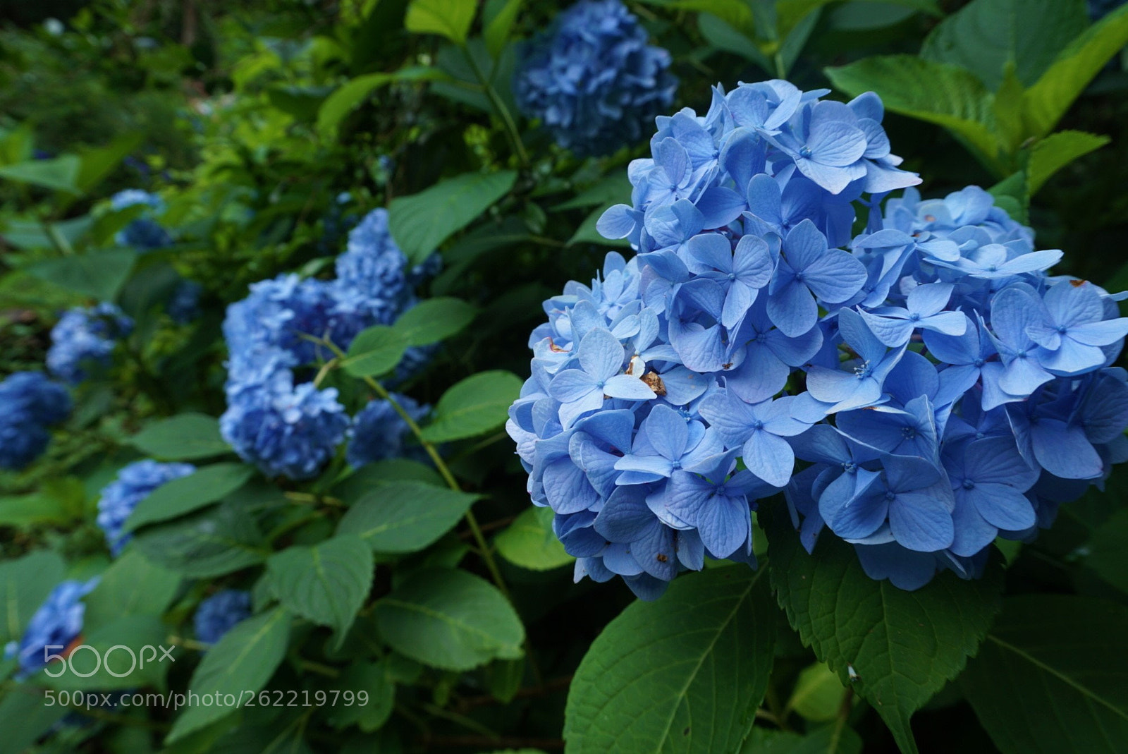 Sony a6000 sample photo. Blue hydrangea photography