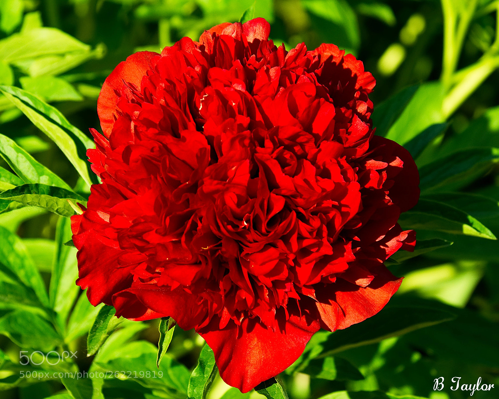 Sony SLT-A57 sample photo. Peonies from the oshawa photography