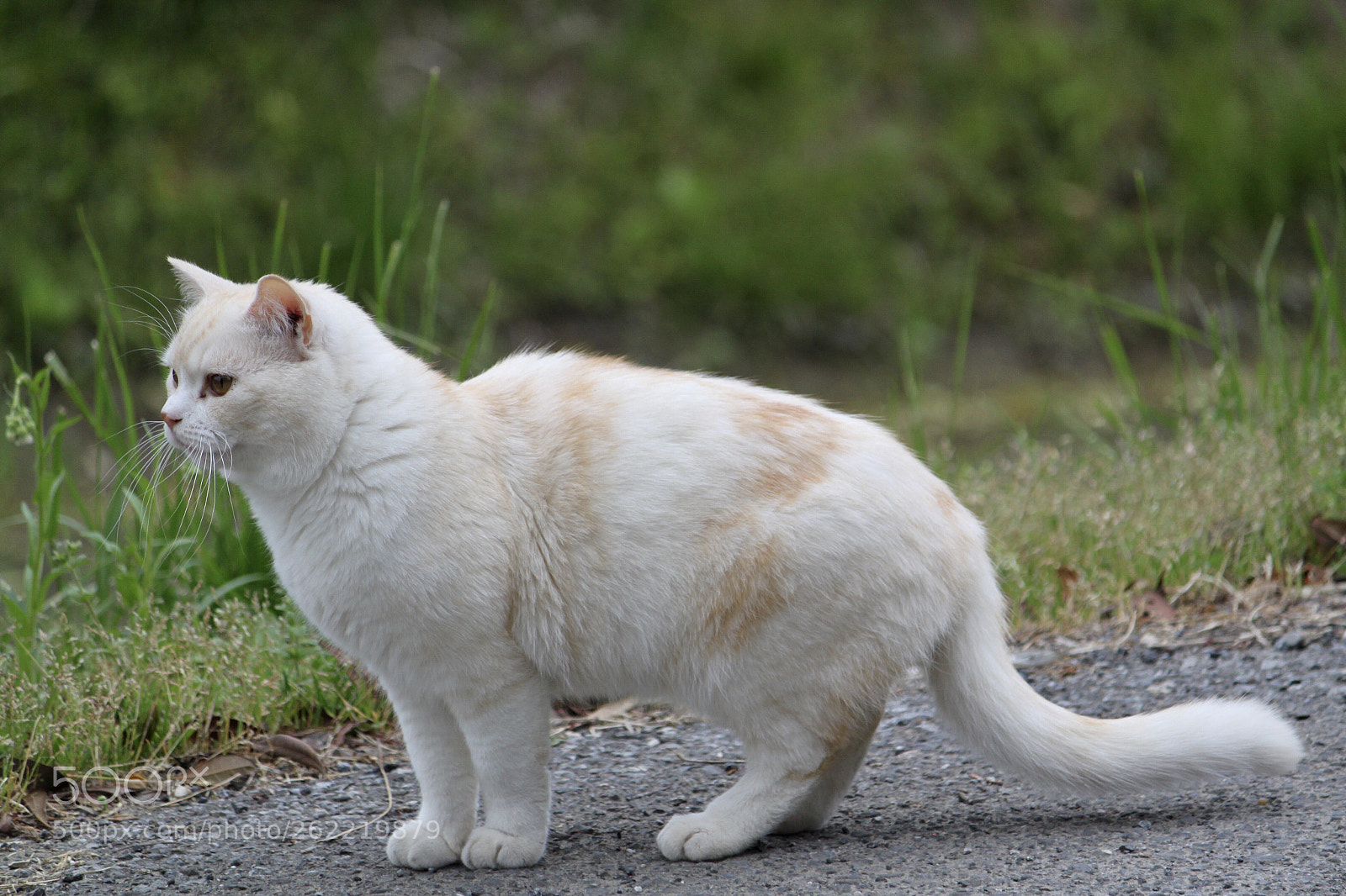 Canon EOS 500D (EOS Rebel T1i / EOS Kiss X3) sample photo. Mixed breed cat photography