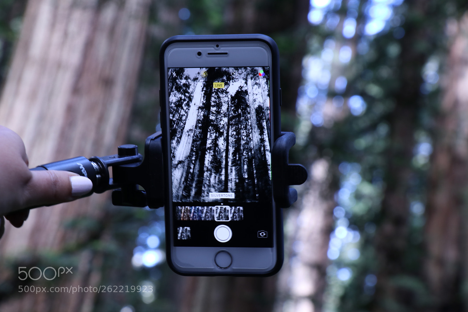Canon EOS 80D sample photo. Redwood trees in mobile photography