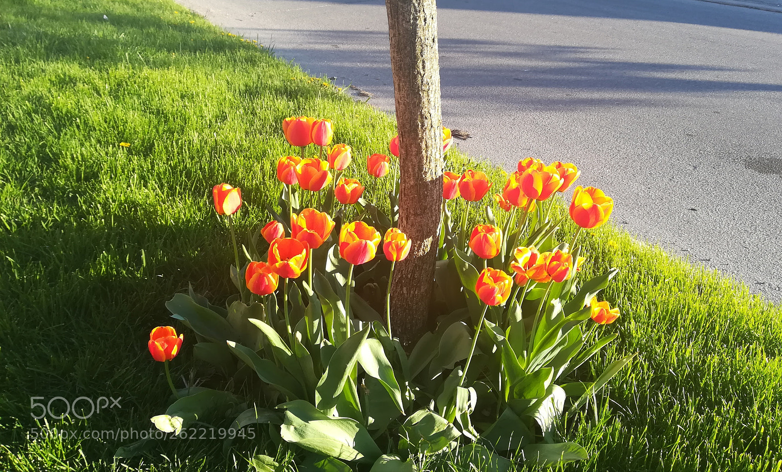 HUAWEI P10 lite sample photo. #lovelytulips photography