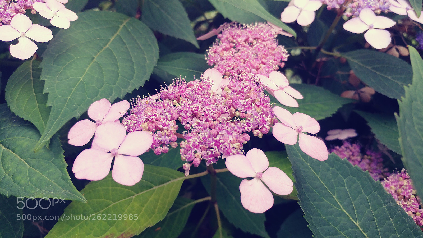 LG V20 sample photo. Untitled photography