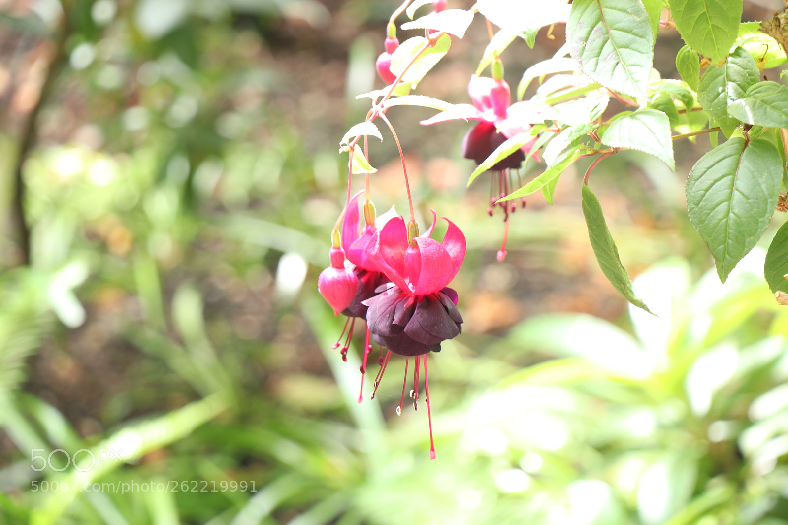 Canon EOS 80D sample photo. Couple flower photography