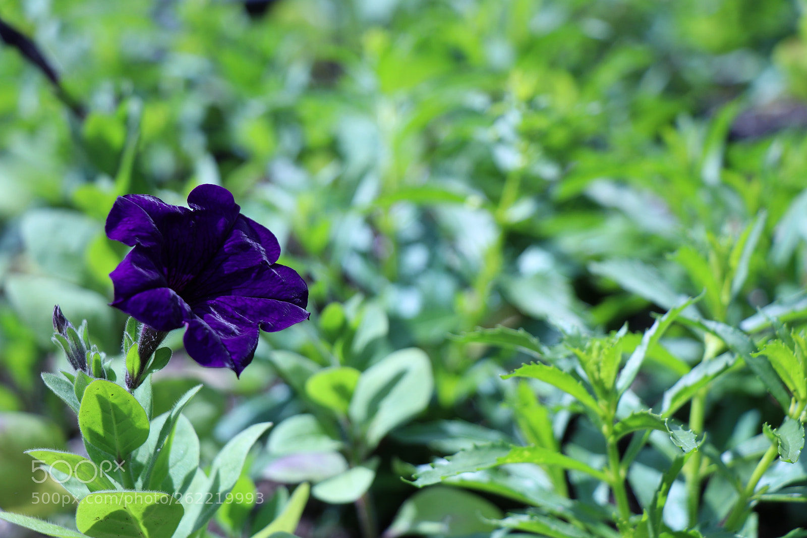 Canon EOS 80D sample photo. Lonely flower photography