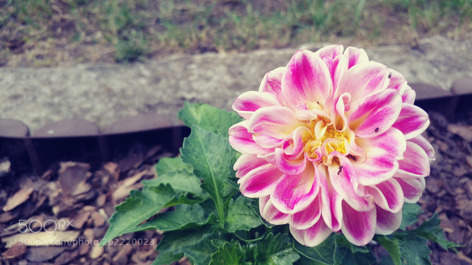 LG V20 sample photo. Untitled photography