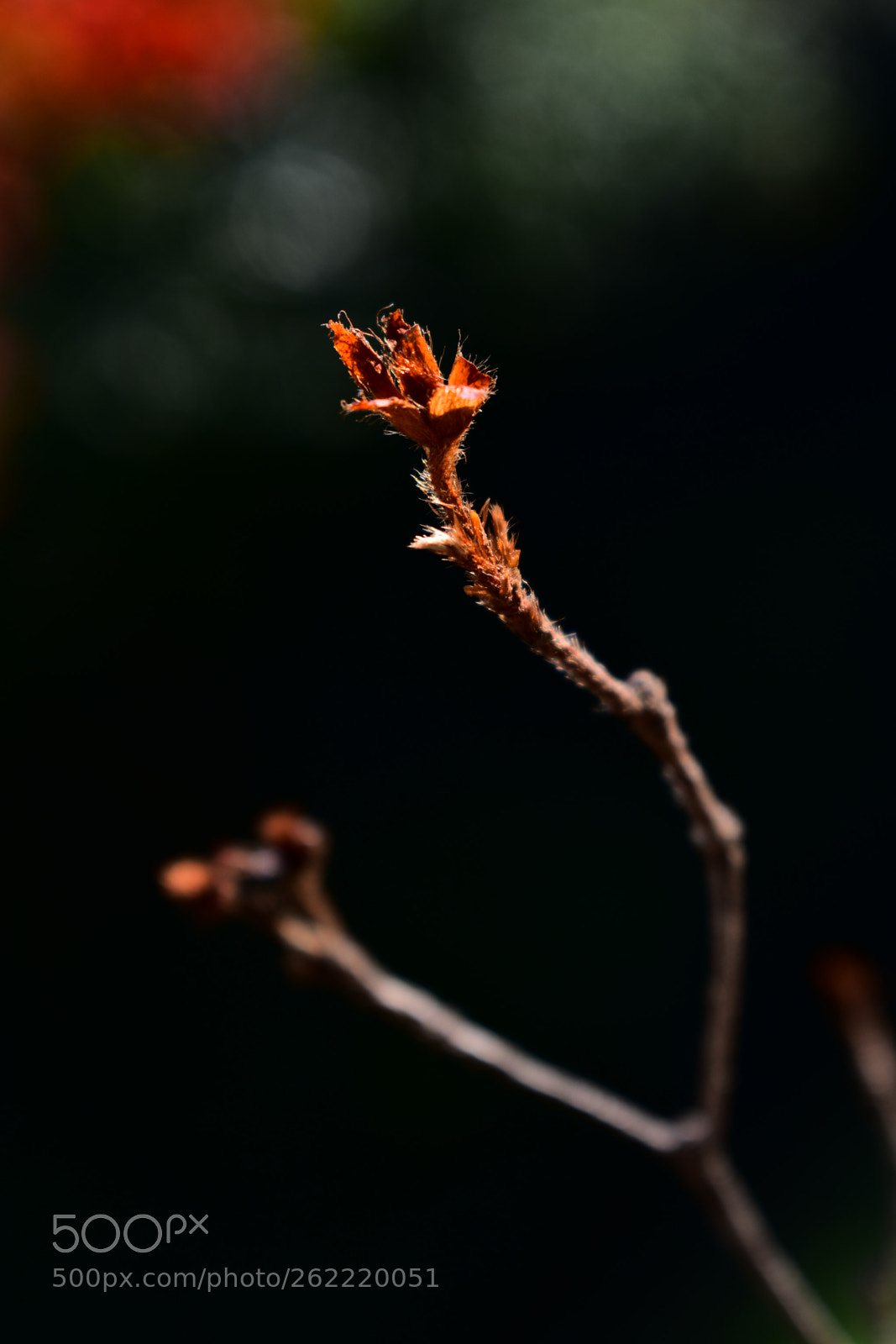Nikon D3400 sample photo. Twig photography