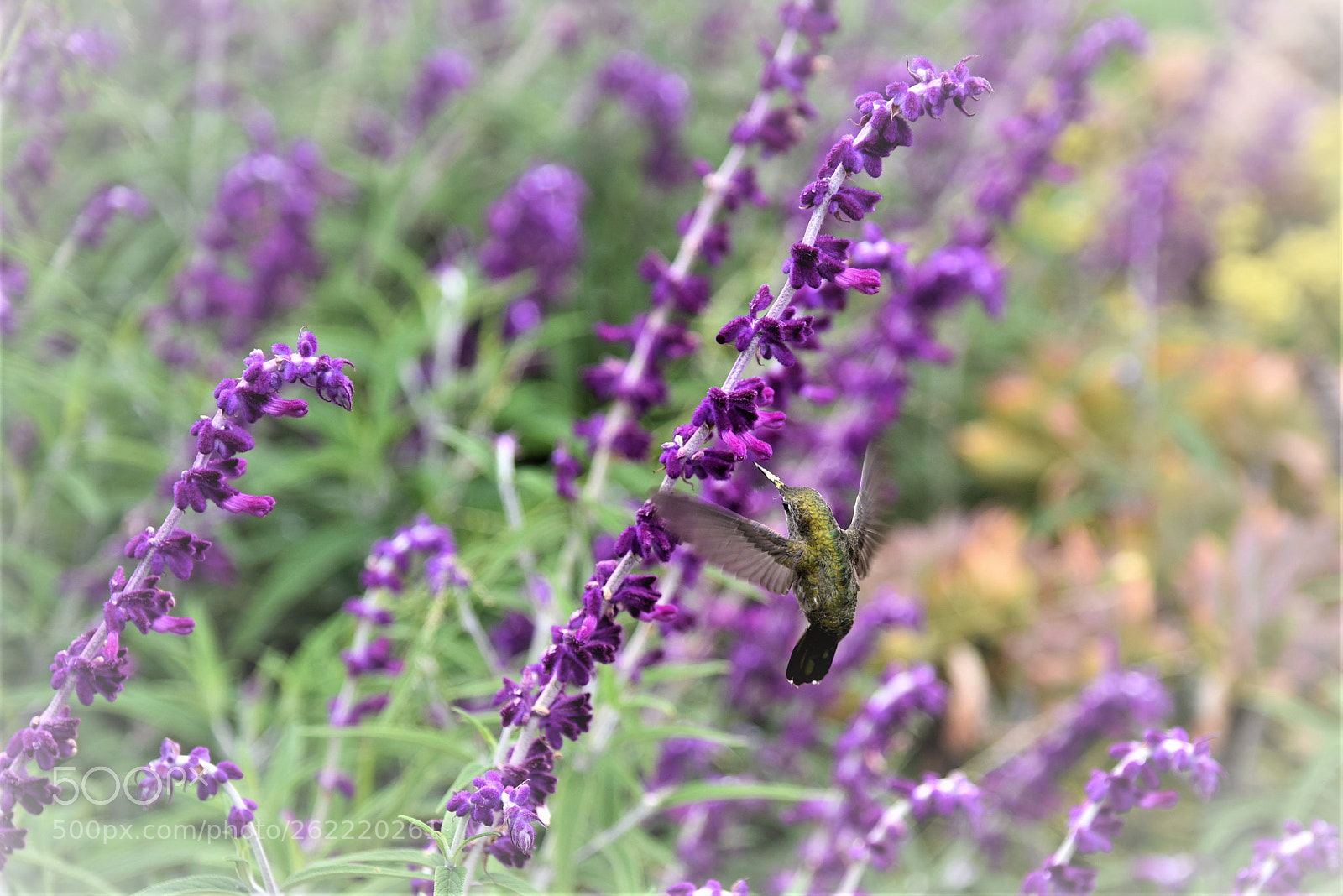 Nikon D750 sample photo. Hummingbird photography