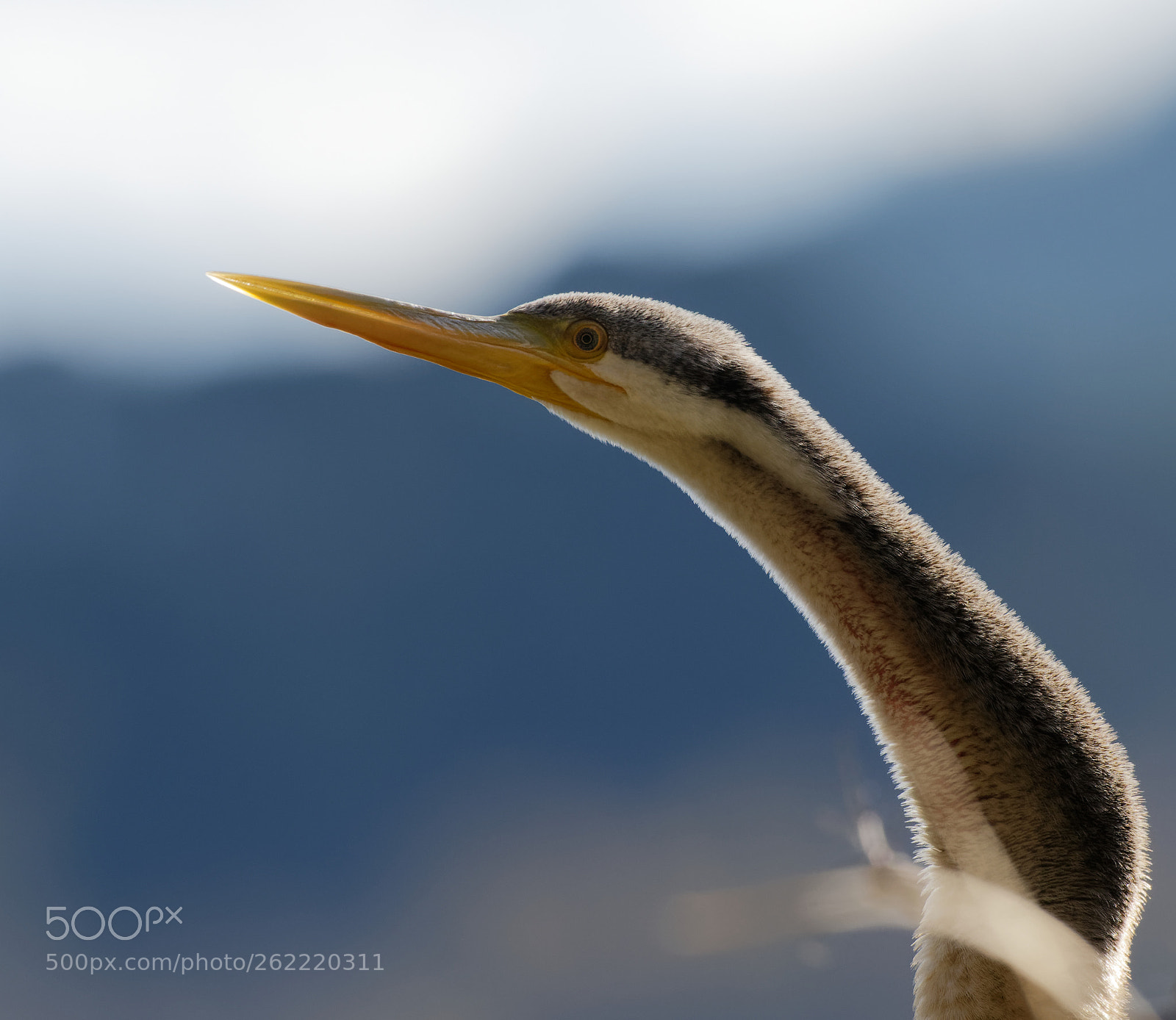 Nikon AF-S Nikkor 200-500mm F5.6E ED VR sample photo. Darter photography