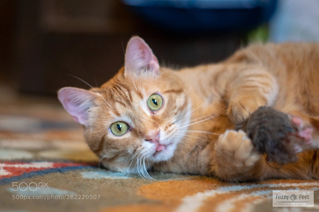 Sony ILCA-77M2 sample photo. Richard parker photography