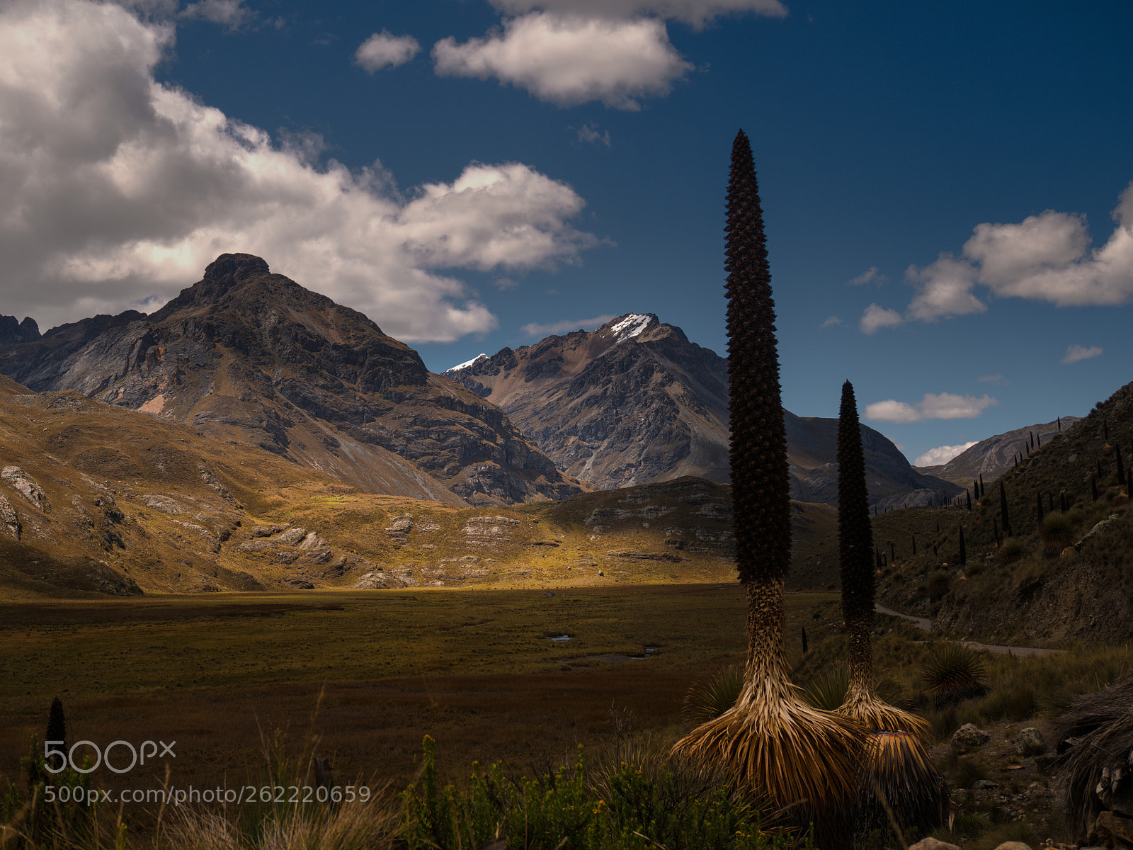 Olympus OM-D E-M5 II sample photo. Puya raimondii - pastoruri photography