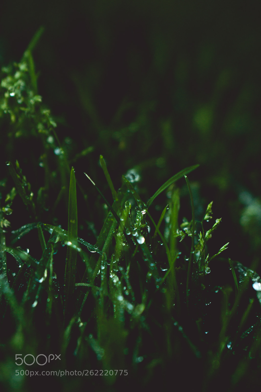 Sony a6000 sample photo. Grass close  up photography