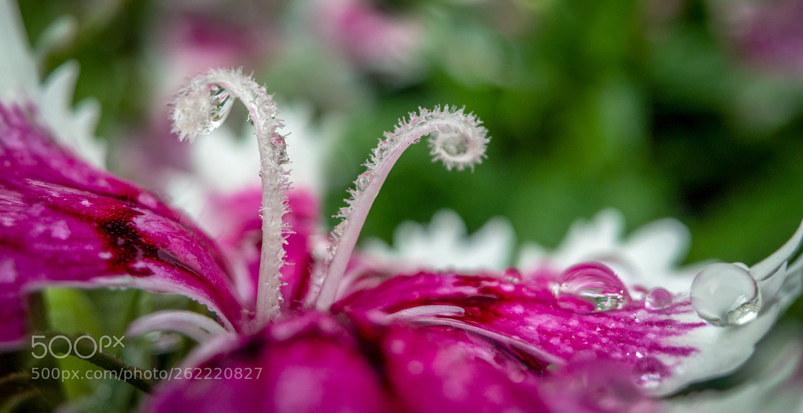 Apple iPhone 6s Plus sample photo. Dianthus in morning dew photography