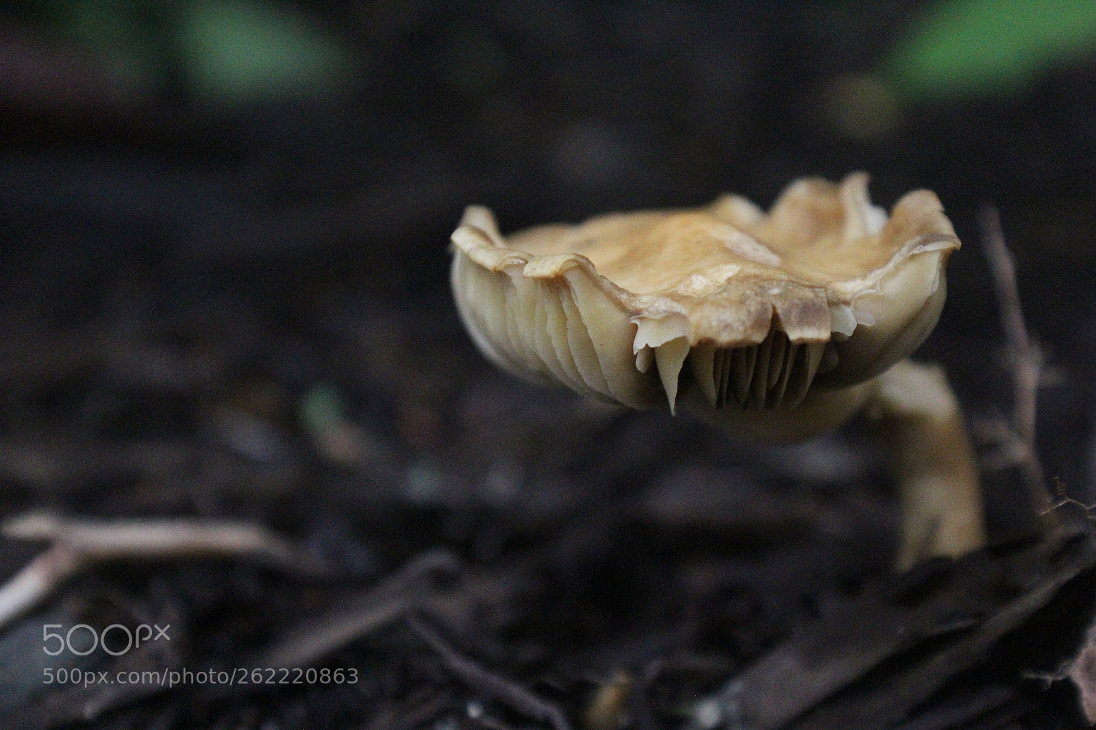 Canon EOS 1200D (EOS Rebel T5 / EOS Kiss X70 / EOS Hi) sample photo. Mushroom photography