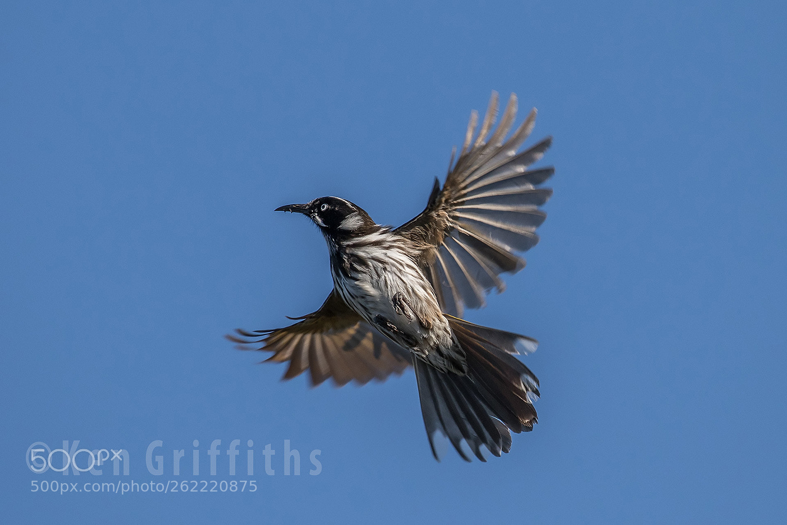 Canon EOS 7D Mark II sample photo. New holland honeyeater o photography