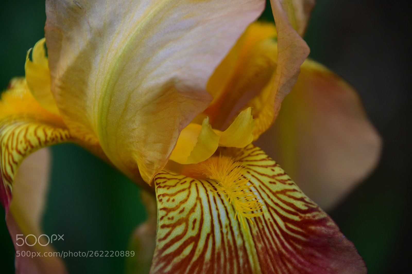 Nikon D7500 sample photo. Beautiful iris  photography