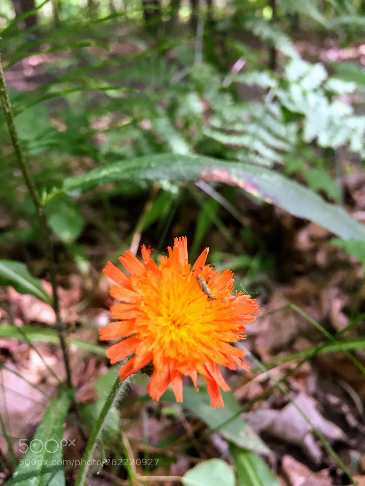Apple iPhone 6 sample photo. Untitled photography