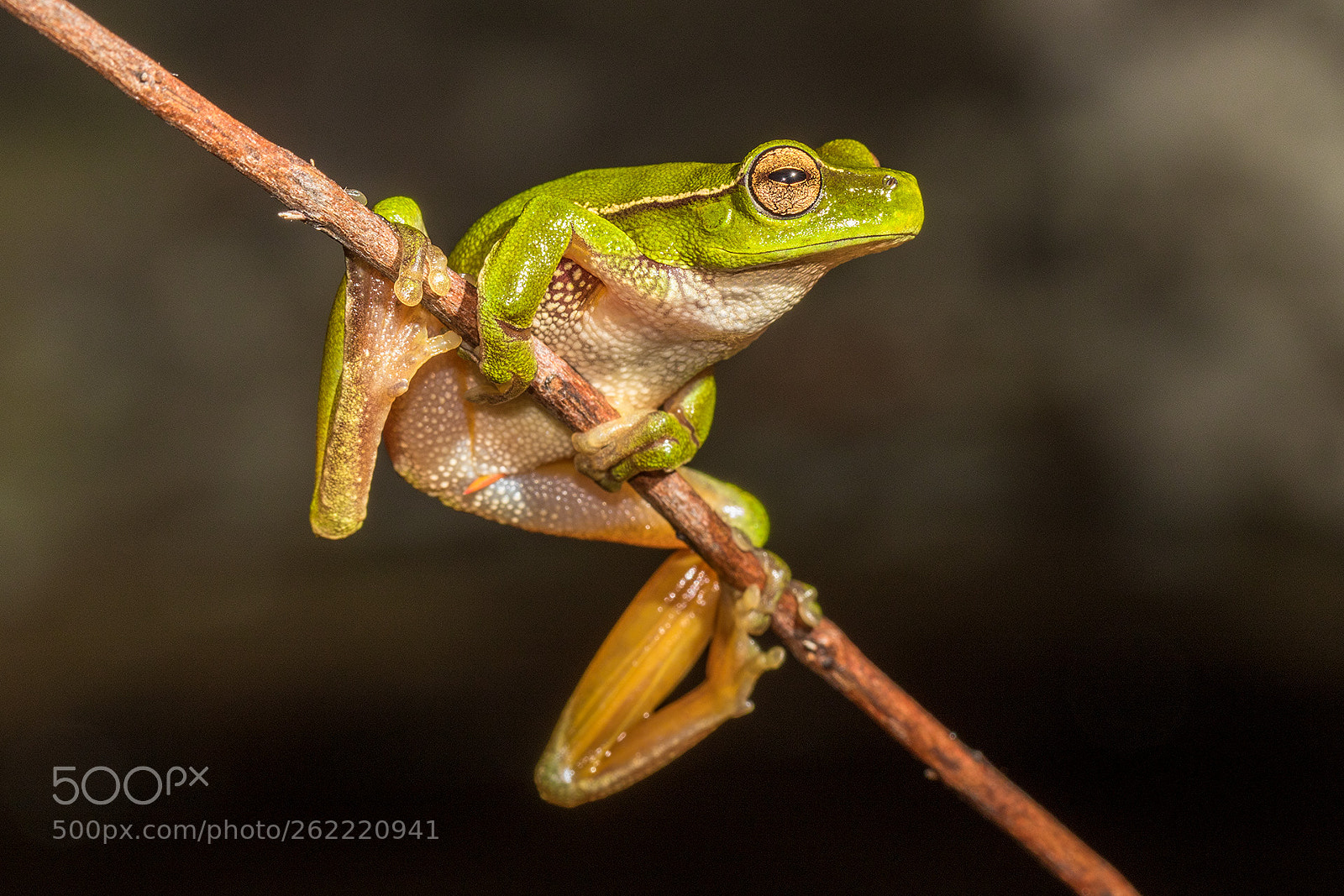 Canon EOS 7D Mark II sample photo. 165 4103.jpg photography