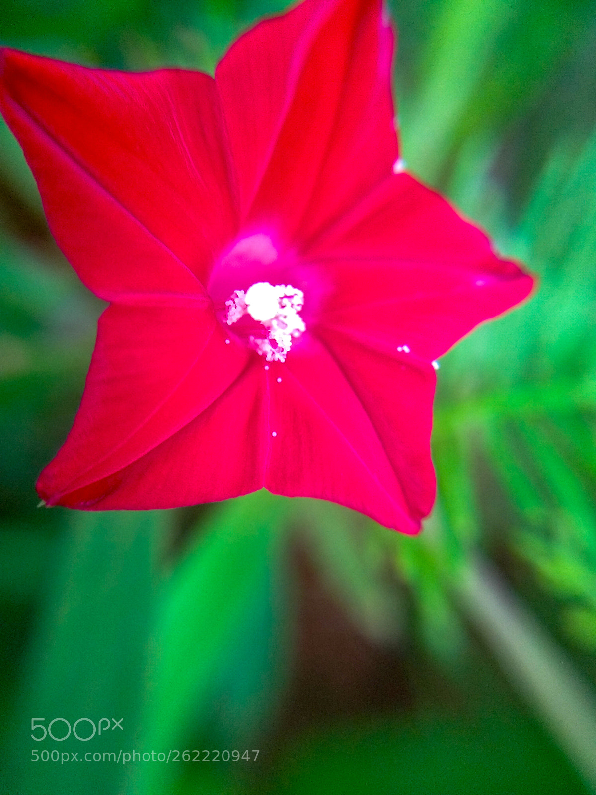 Xiaomi Mi A1 sample photo. Untitled photography