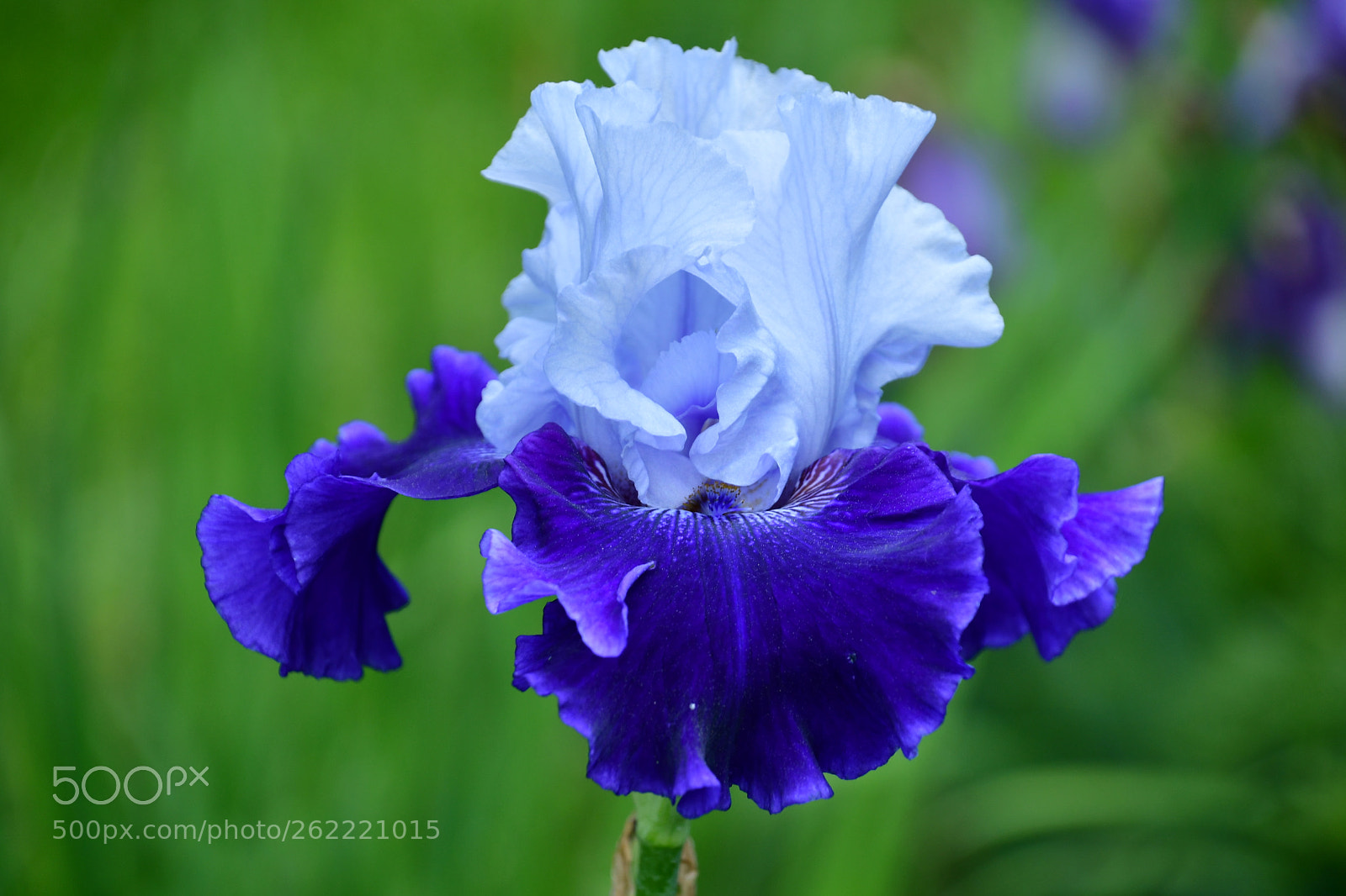 Nikon D7500 sample photo. Super match  photography