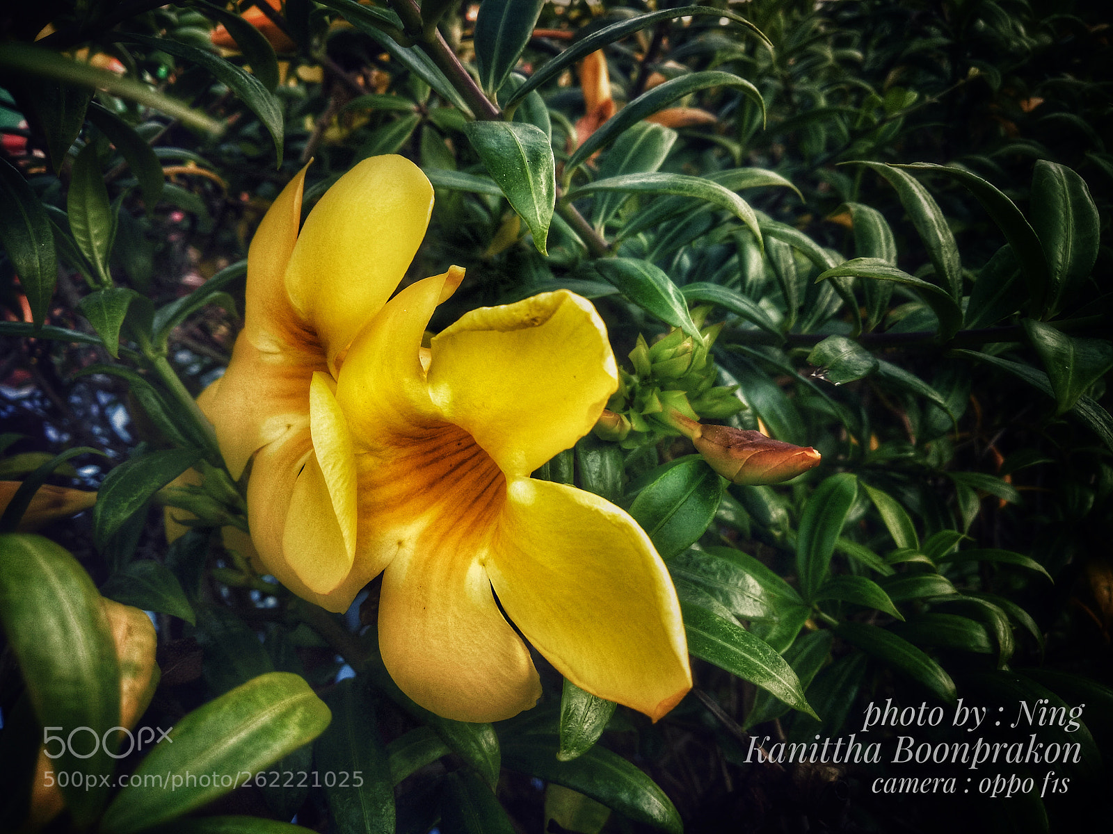 OPPO A1601 sample photo. Untitled photography