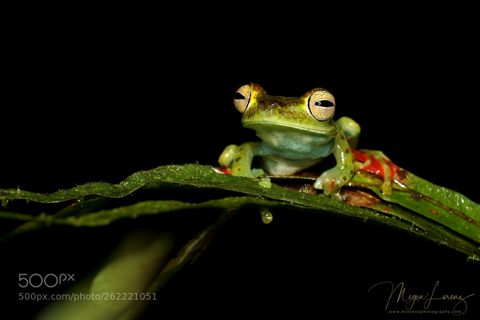 Canon EOS-1D X Mark II sample photo. Ribbit photography