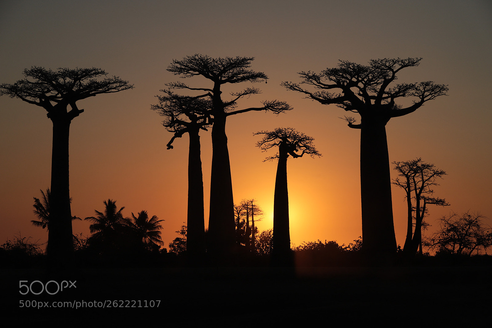 Canon EOS 6D Mark II sample photo. Boab trees - madagascar photography