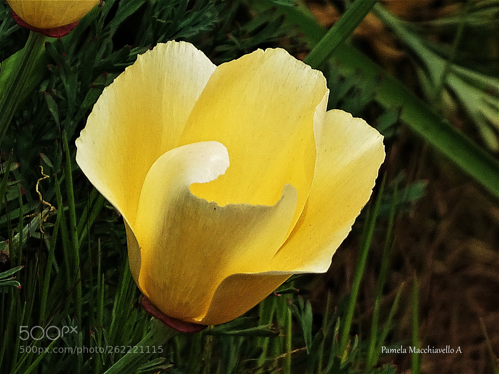 Sony Cyber-shot DSC-HX400V sample photo. Flower photography