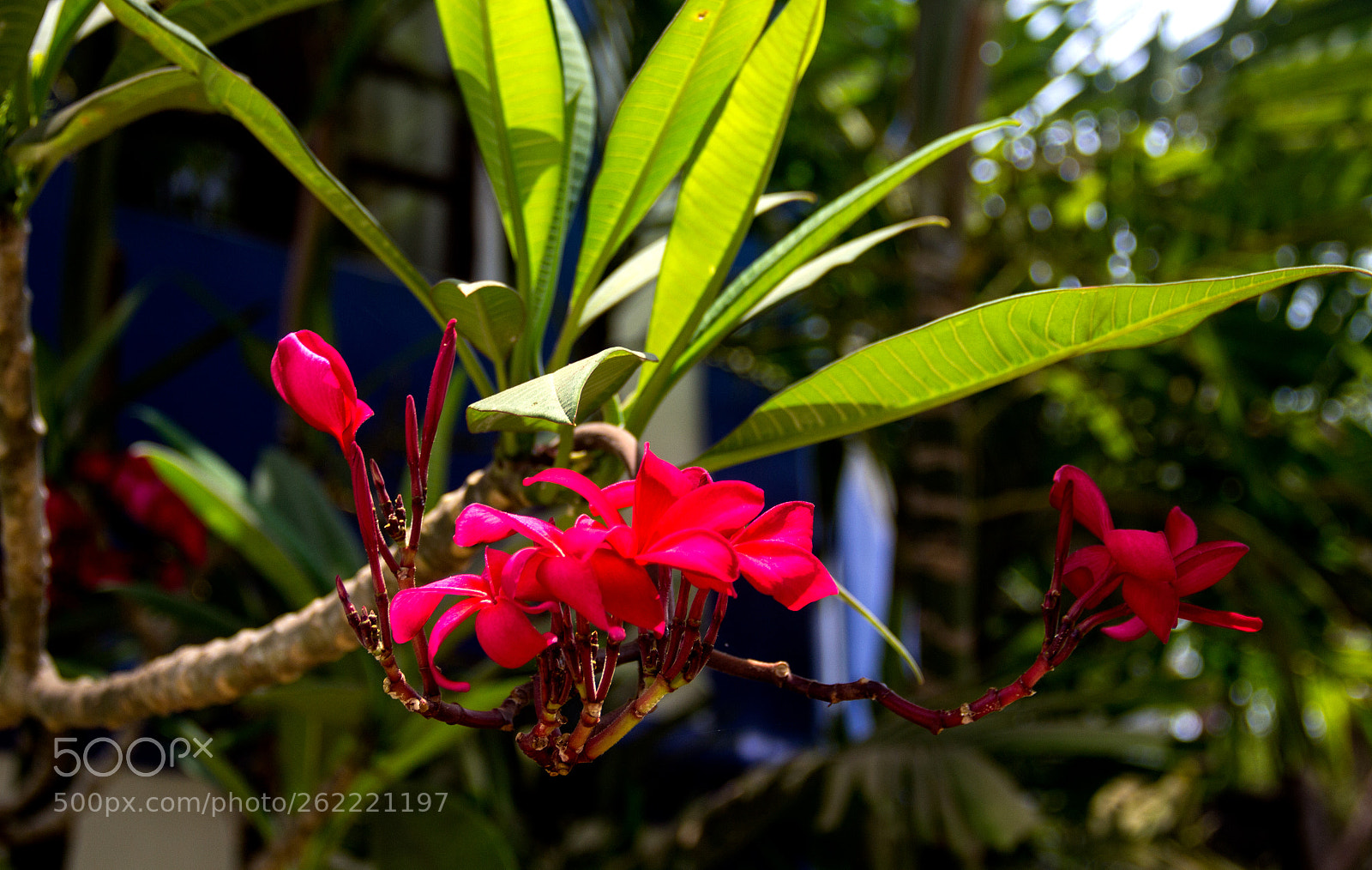 Canon EOS 600D (Rebel EOS T3i / EOS Kiss X5) sample photo. Floral display photography