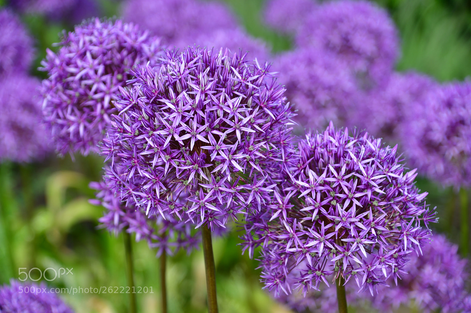 Nikon D7500 sample photo. Flower ball  photography