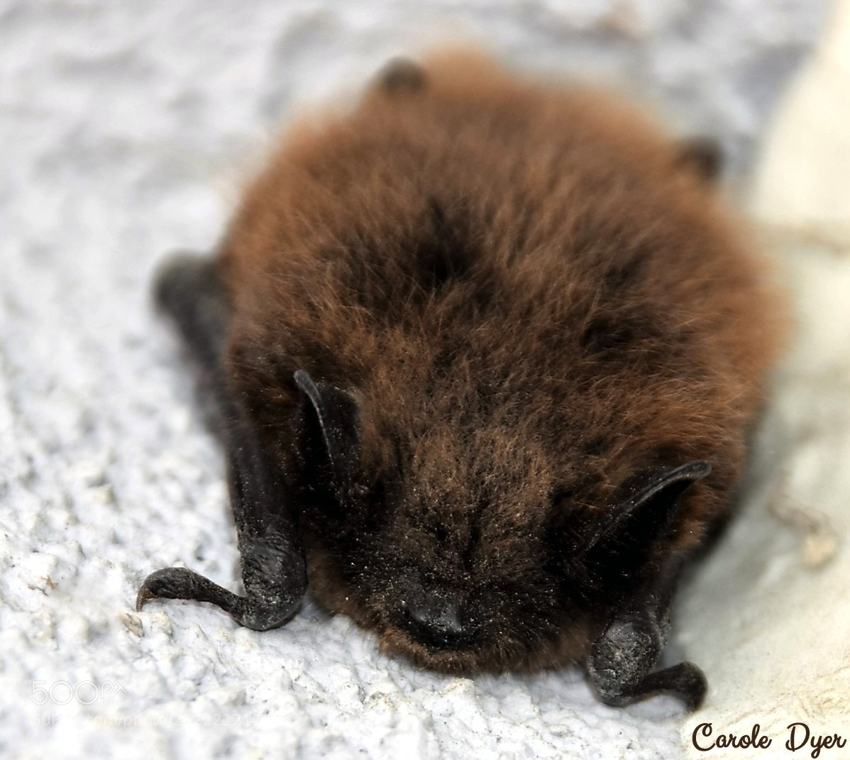 Nikon D5600 sample photo. Sleepy bat photography