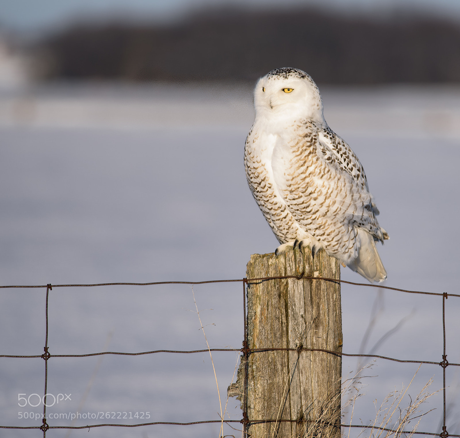 Nikon D750 sample photo. Snowy at rest photography