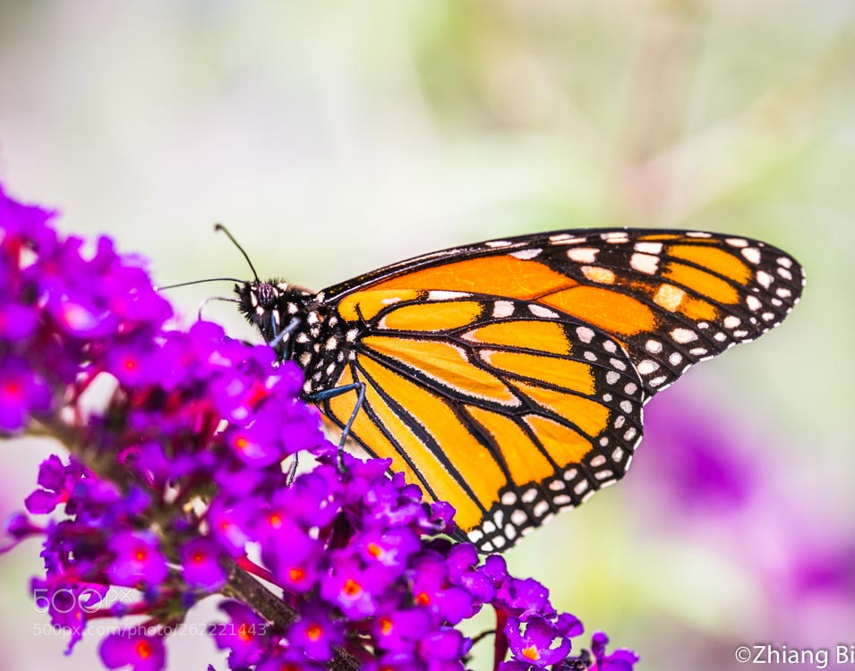 Nikon D610 sample photo. Monarch butterfly photography